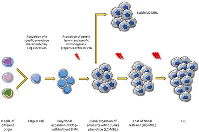 Frontiers | B Cell Receptor Immunogenetics In B Cell Lymphomas ...